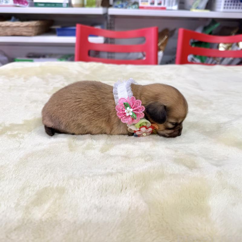 販売中の愛知県のチワックス:チワワ×ミニチュアダックスフンド-404018の4枚目