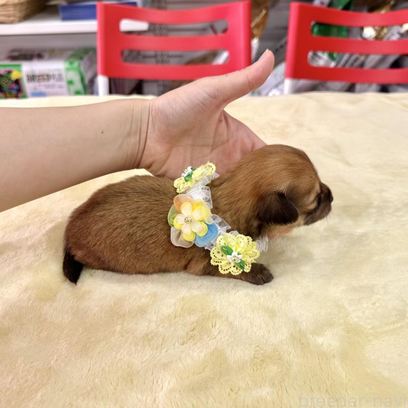 販売中の愛知県のチワックス:チワワ×ミニチュアダックスフンド-404019の4枚目