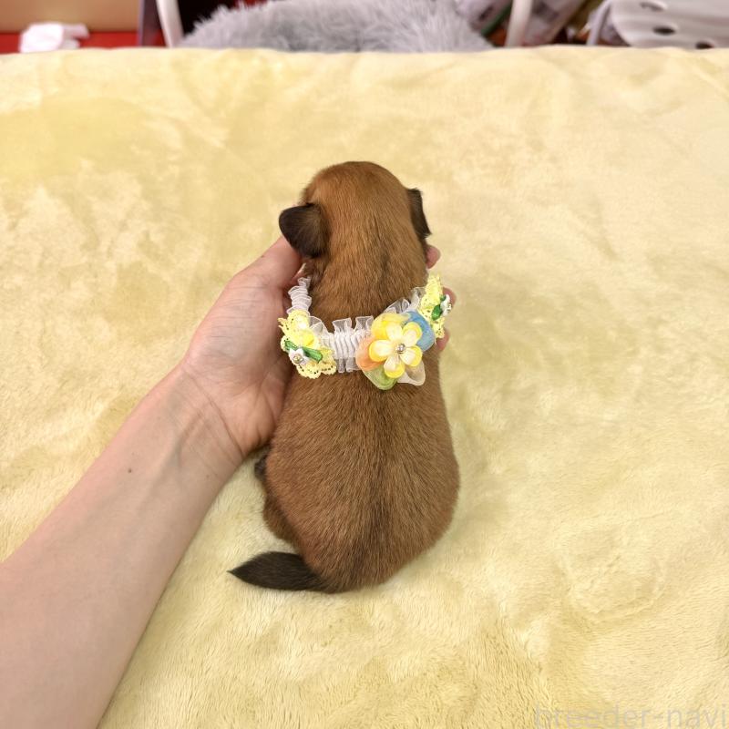 販売中の愛知県のチワックス:チワワ×ミニチュアダックスフンド-404019の3枚目