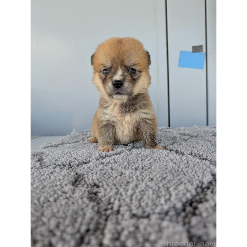 販売中の千葉県のミックス犬-404023の5枚目