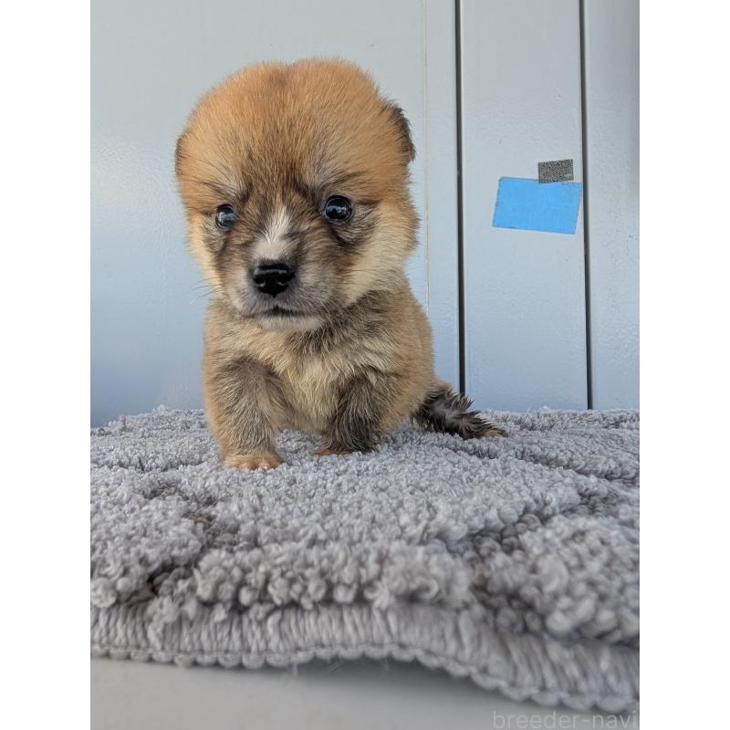 販売中の千葉県のミックス犬-404023の4枚目