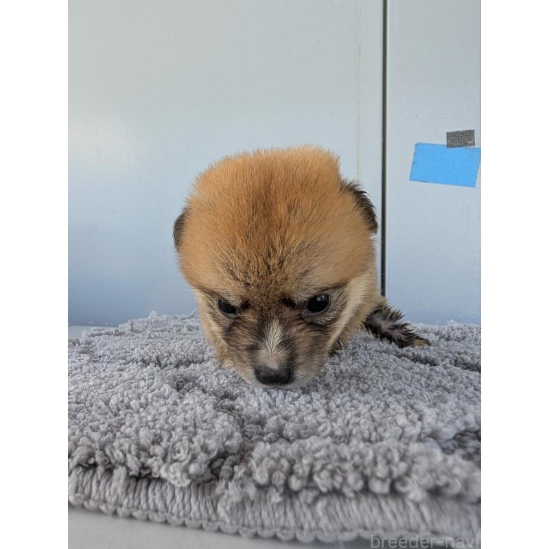 販売中の千葉県のミックス犬-404023の2枚目