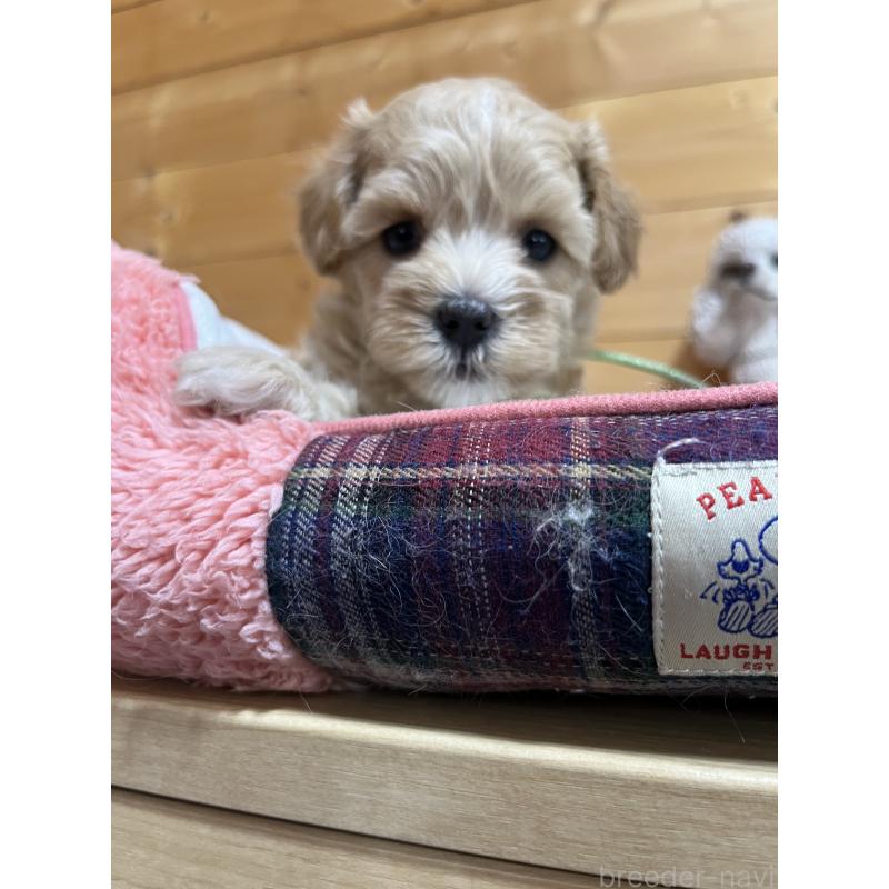 販売中の埼玉県のミックス犬-403916の3枚目