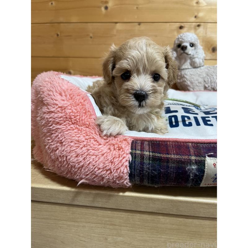 販売中の埼玉県のミックス犬-403916の2枚目