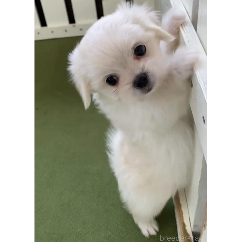販売中の福岡県のミックス犬-404040の5枚目