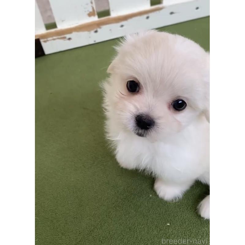 販売中の福岡県のミックス犬-404040の4枚目