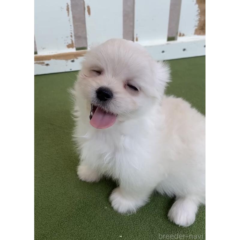 販売中の福岡県のミックス犬-404040の3枚目