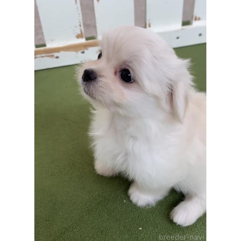 販売中の福岡県のミックス犬-404040の2枚目
