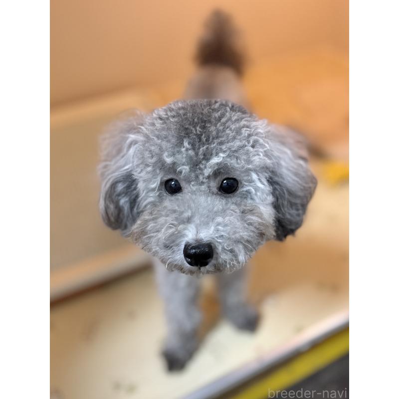 あさりちゃん1枚目