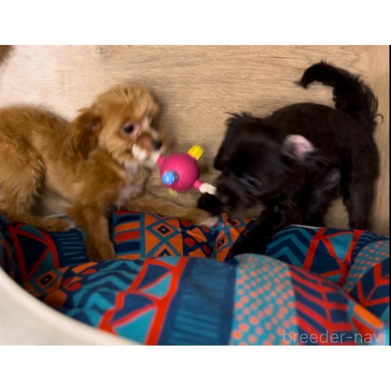 販売中の埼玉県のミックス犬-386389の5枚目