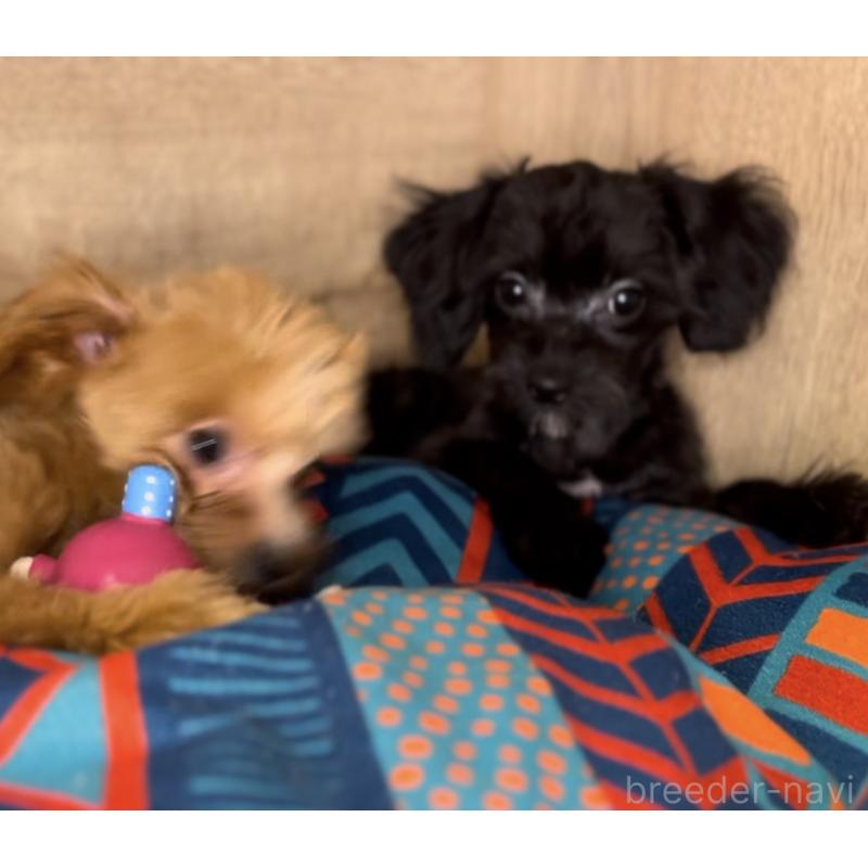 販売中の埼玉県のミックス犬-386389の4枚目