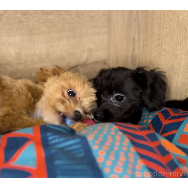 販売中の埼玉県のミックス犬-386389の3枚目