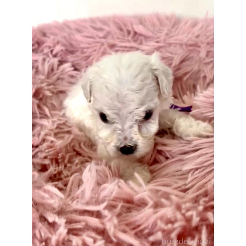 販売中の東京都のミックス犬-398962の9枚目