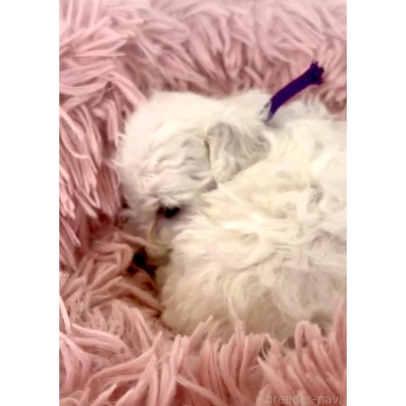 販売中の東京都のミックス犬-398962の6枚目