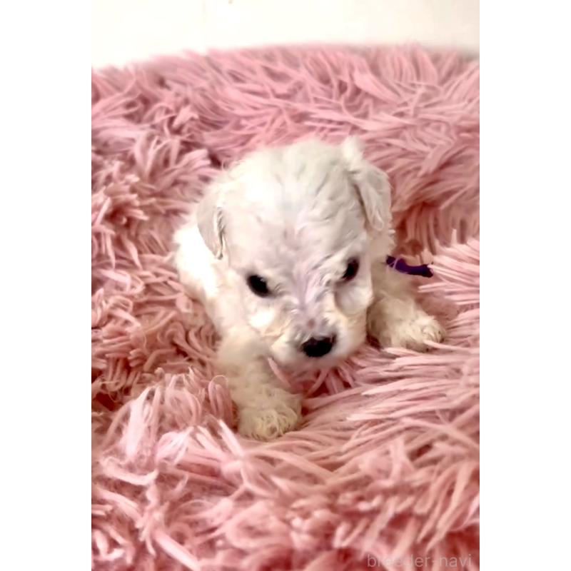 販売中の東京都のミックス犬-398962の5枚目