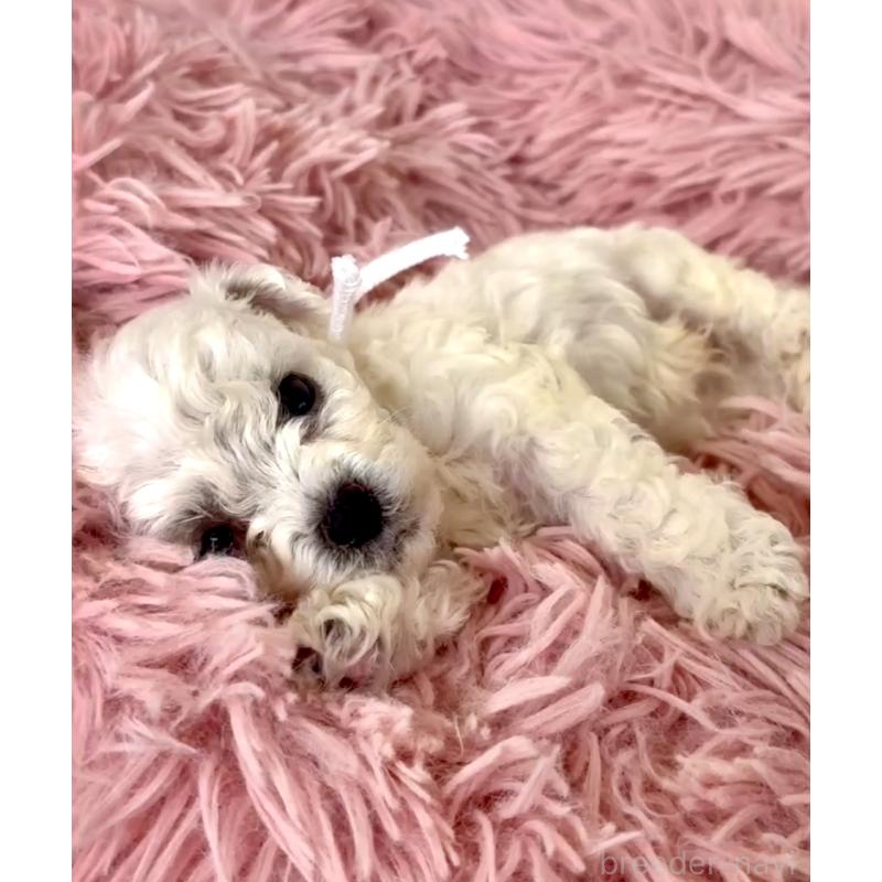 販売中の東京都のミックス犬-404052