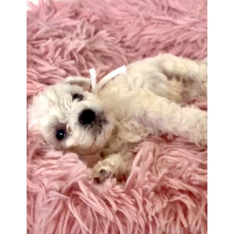 販売中の東京都のミックス犬-404052の3枚目