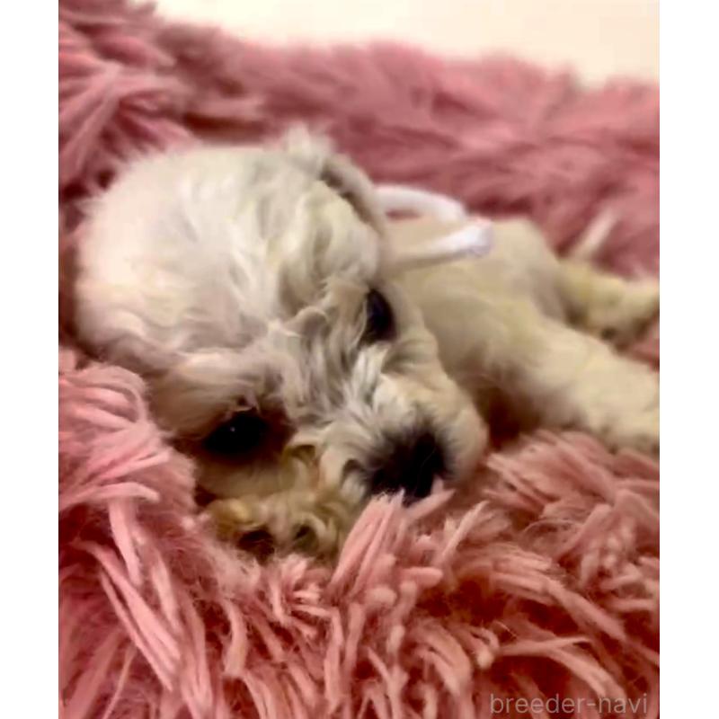 販売中の東京都のミックス犬-404052の2枚目