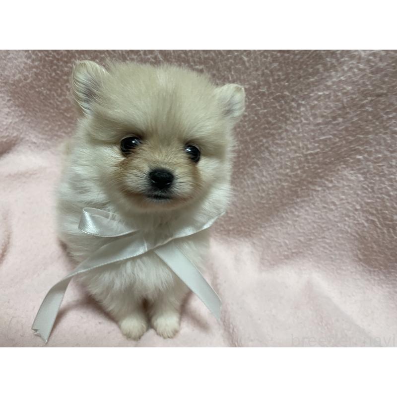 販売中の長野県のポメラニアン-404053の1枚目