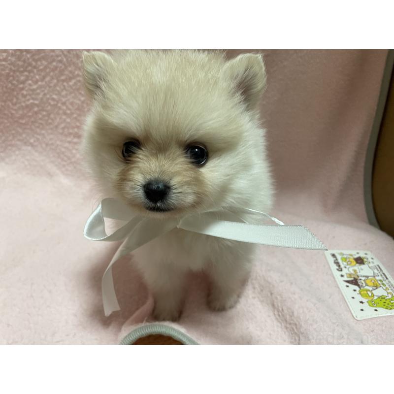 販売中の長野県のポメラニアン-404053の3枚目
