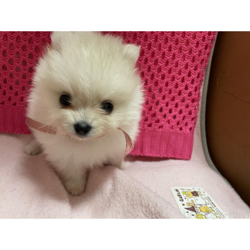 販売中の長野県のポメラニアン-404055の2枚目