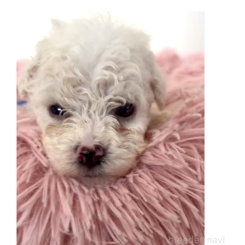 販売中の東京都のミックス犬-404054の1枚目