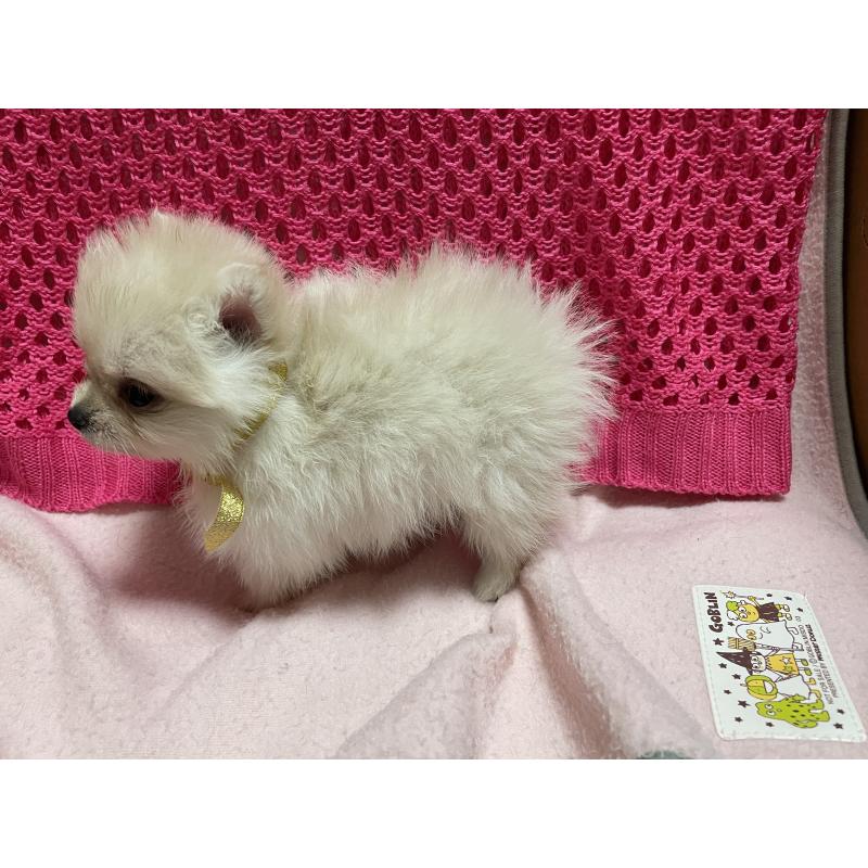 販売中の長野県のポメラニアン-404056の3枚目