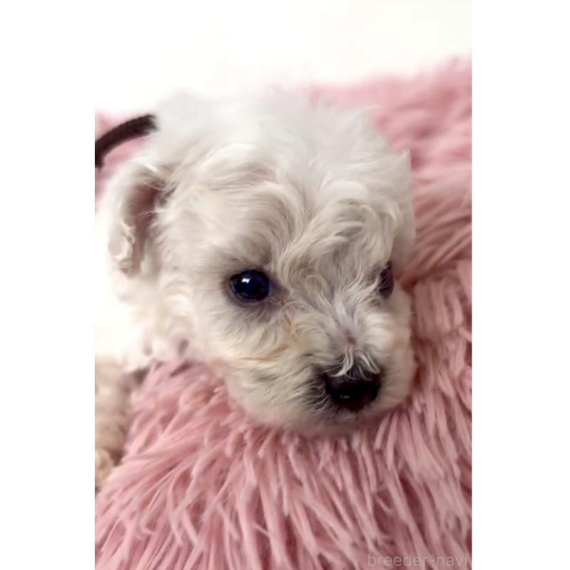販売中の東京都のミックス犬-404057の1枚目