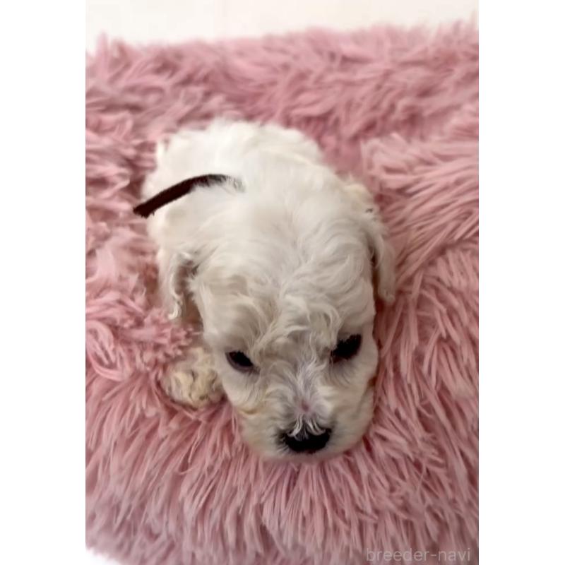 販売中の東京都のミックス犬-404057の3枚目