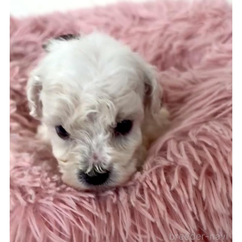 販売中の東京都のミックス犬-404057の2枚目