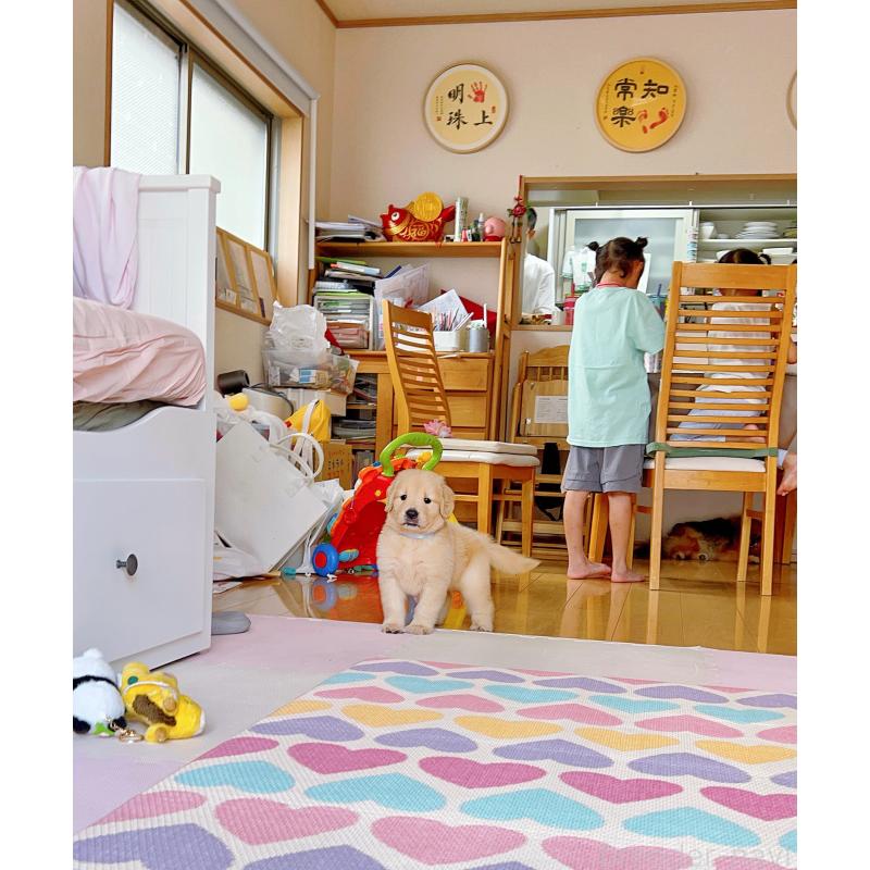 成約済の岐阜県のゴールデンレトリーバー-401412の10枚目