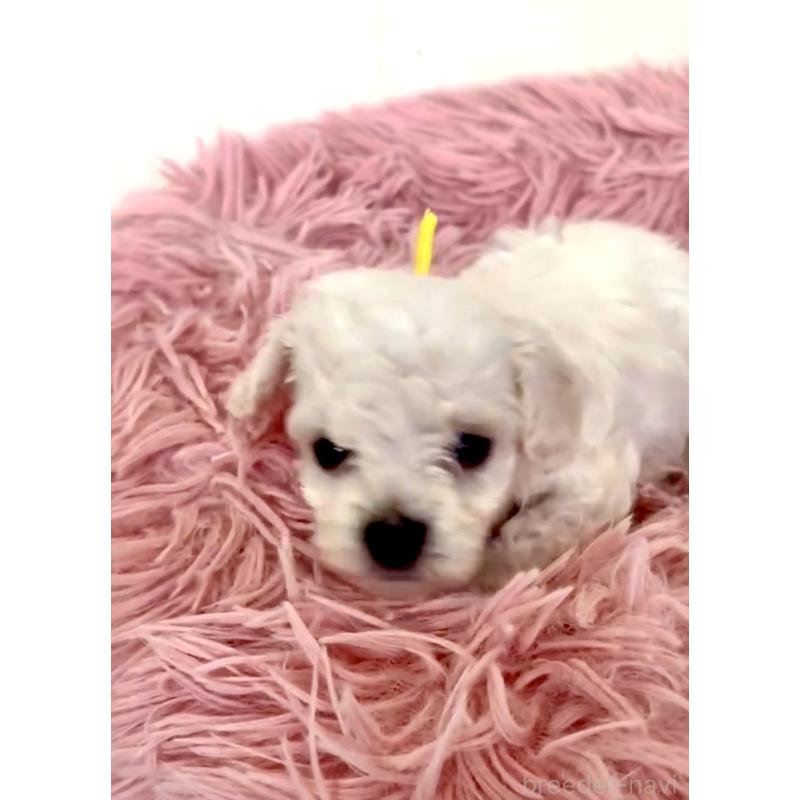 販売中の東京都のミックス犬-404059