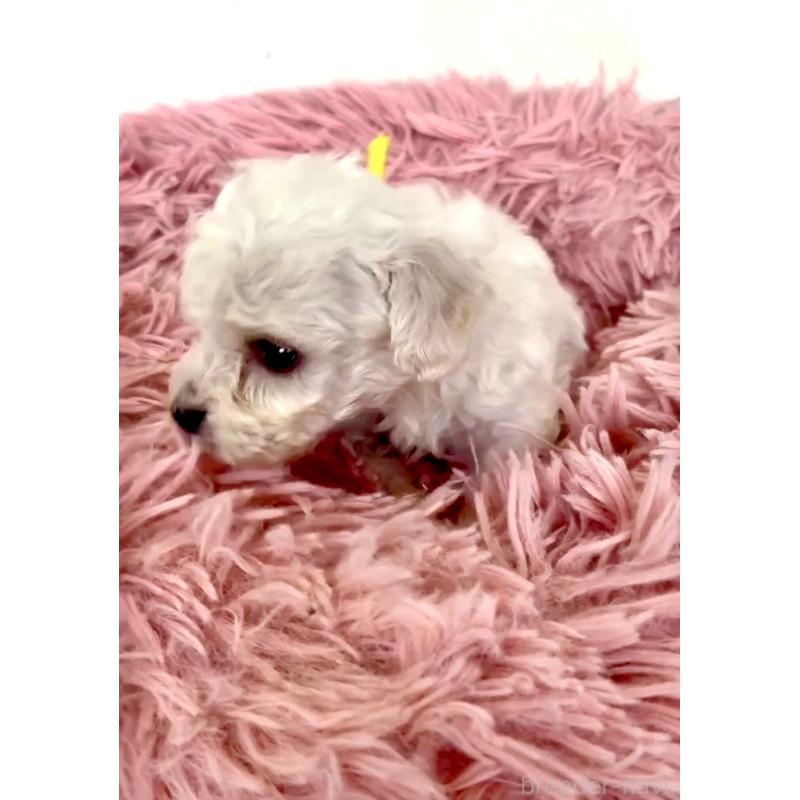 販売中の東京都のミックス犬-404059の3枚目