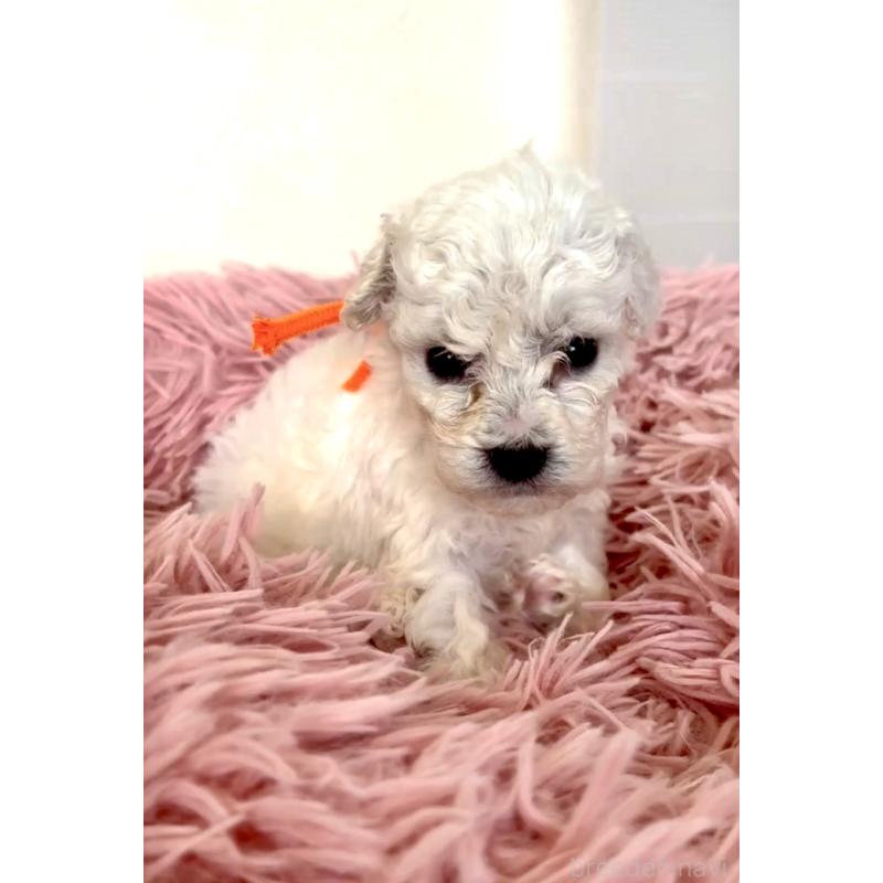 販売中の東京都のミックス犬-404061の3枚目