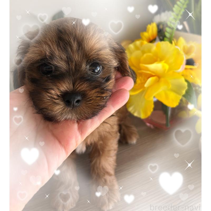 販売中の愛媛県のミックス犬-404063の4枚目