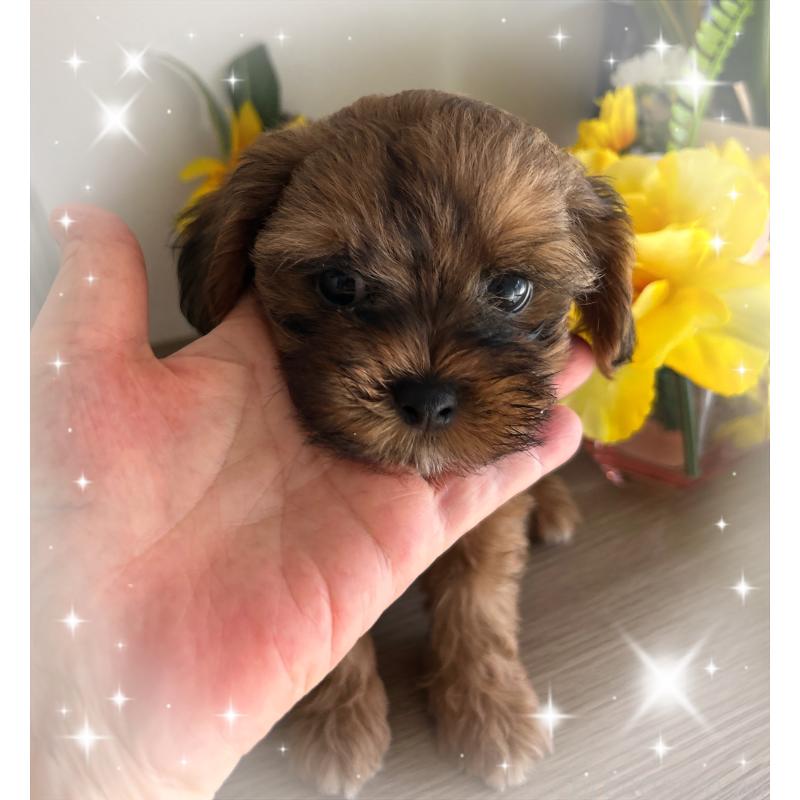 販売中の愛媛県のミックス犬-404063の3枚目