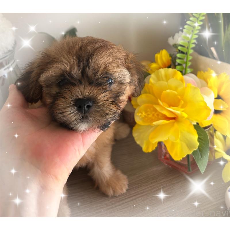 販売中の愛媛県のミックス犬-404063の2枚目