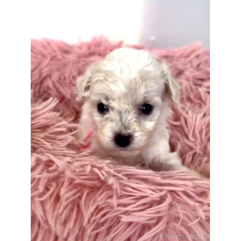 販売中の東京都のミックス犬-404064