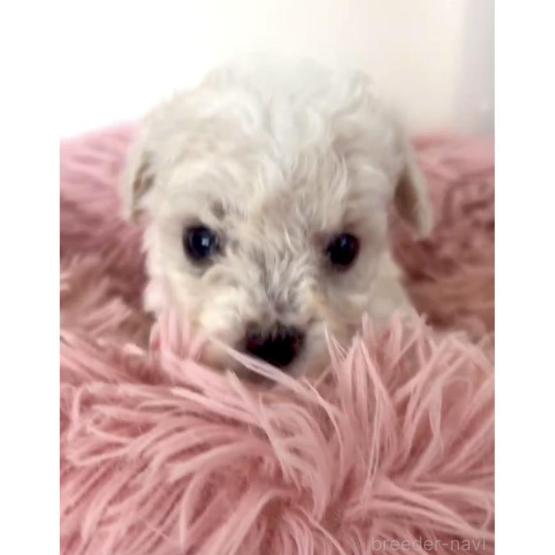 販売中の東京都のミックス犬-404064の2枚目
