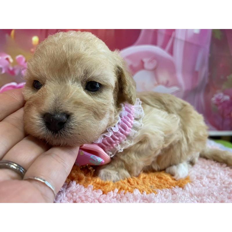 販売中の神奈川県のマルプー:マルチーズ×トイプードル-404065の7枚目