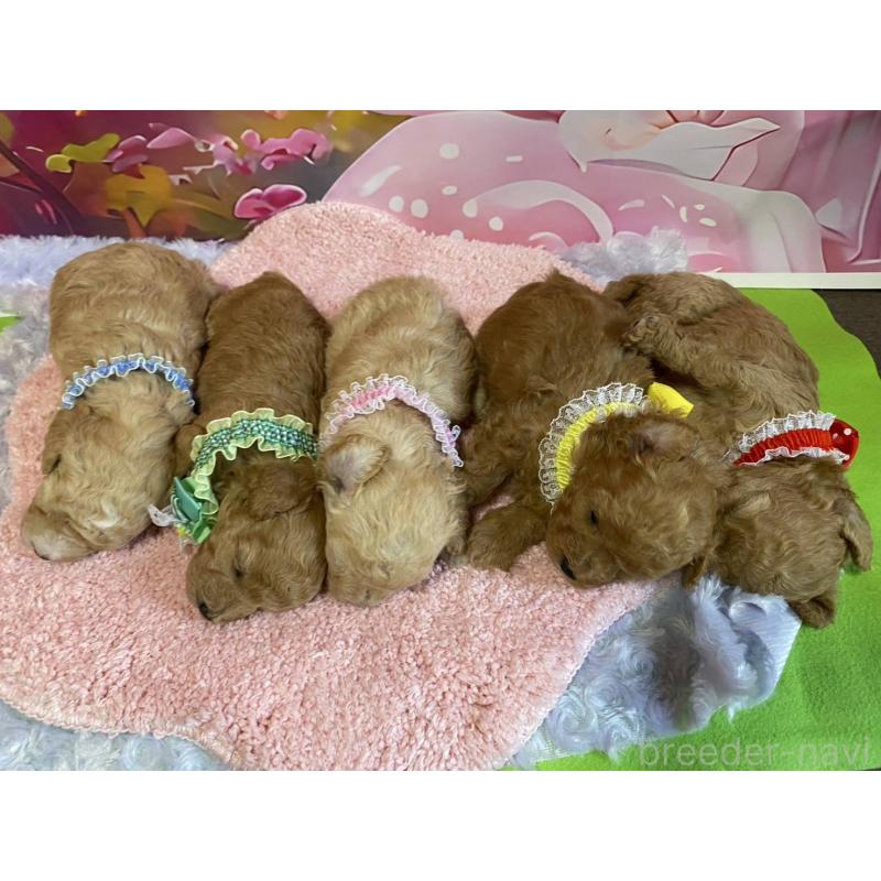 販売中の神奈川県のマルプー:マルチーズ×トイプードル-404065の2枚目