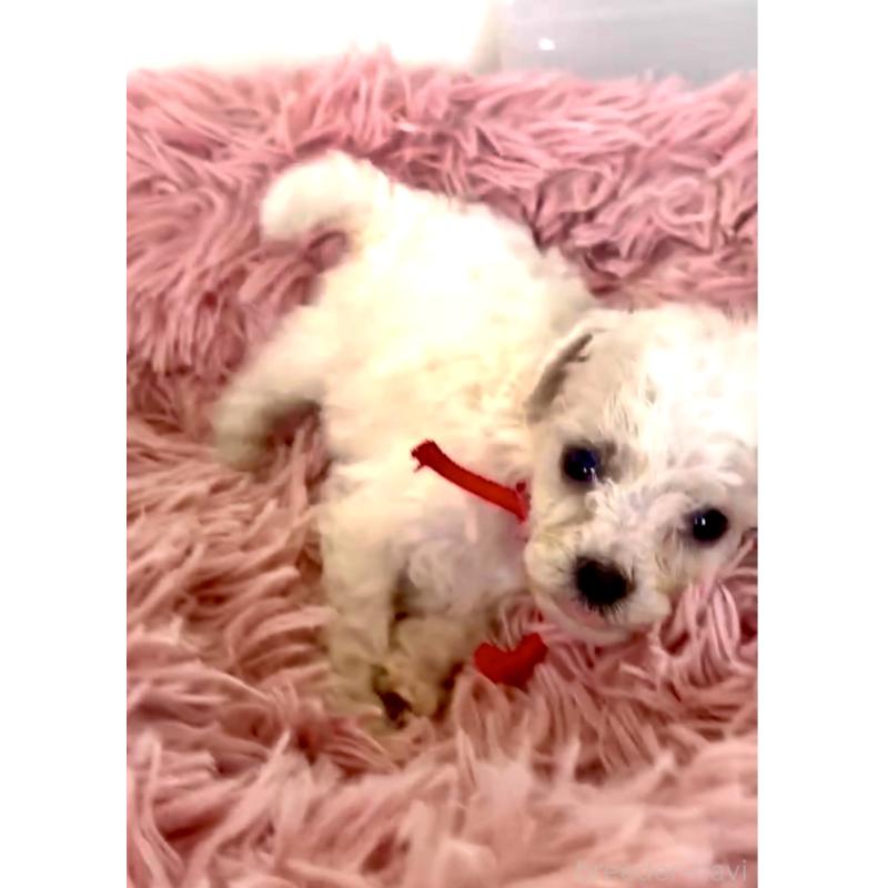 販売中の東京都のミックス犬-404067