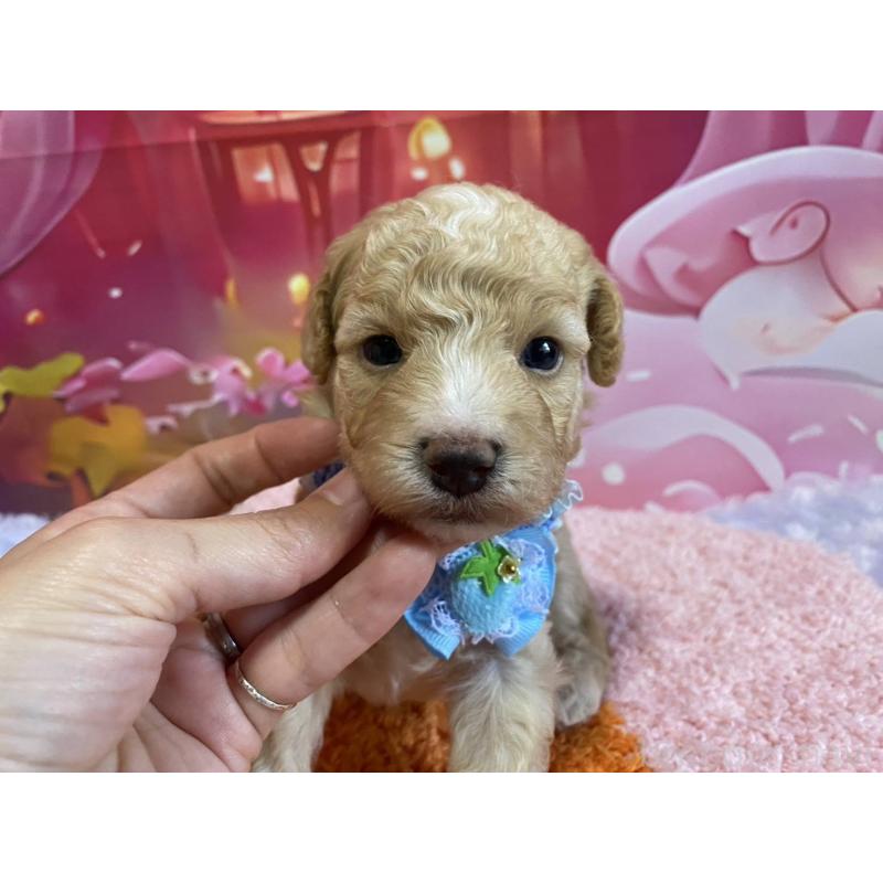 販売中の神奈川県のマルプー:マルチーズ×トイプードル-404066の5枚目
