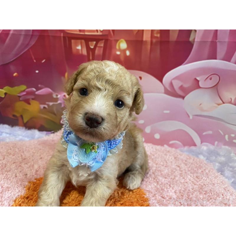 販売中の神奈川県のマルプー:マルチーズ×トイプードル-404066