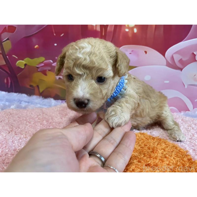 販売中の神奈川県のマルプー:マルチーズ×トイプードル-404066の4枚目