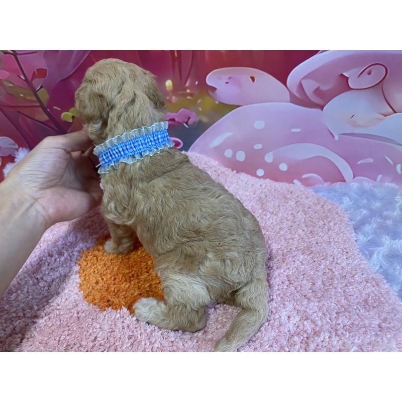 販売中の神奈川県のマルプー:マルチーズ×トイプードル-404066の3枚目