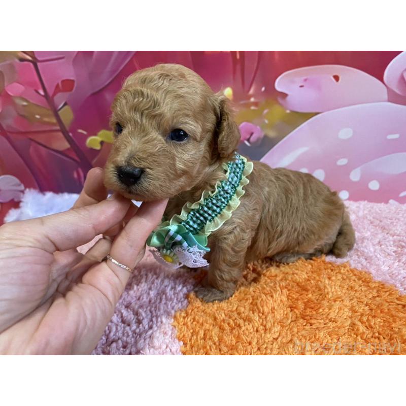 販売中の神奈川県のマルプー:マルチーズ×トイプードル-404068の5枚目