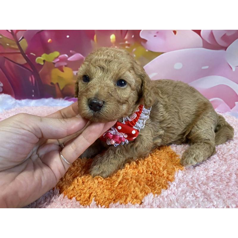 販売中の神奈川県のマルプー:マルチーズ×トイプードル-404070の5枚目