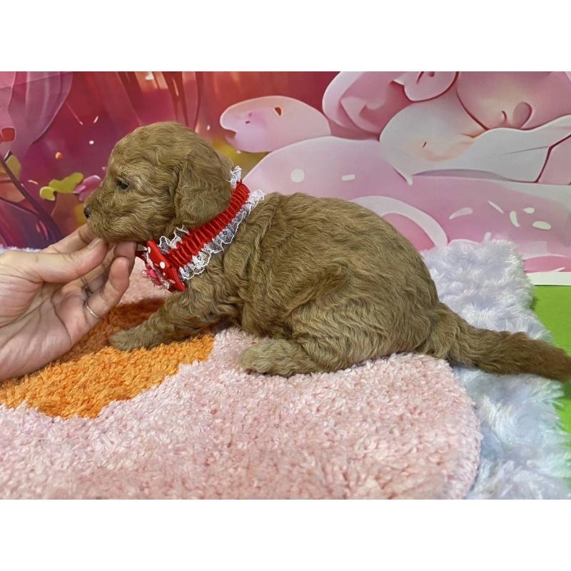 販売中の神奈川県のマルプー:マルチーズ×トイプードル-404070の4枚目