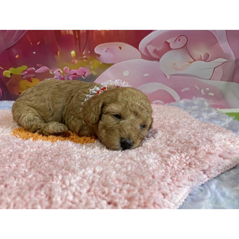 販売中の神奈川県のマルプー:マルチーズ×トイプードル-404070の3枚目